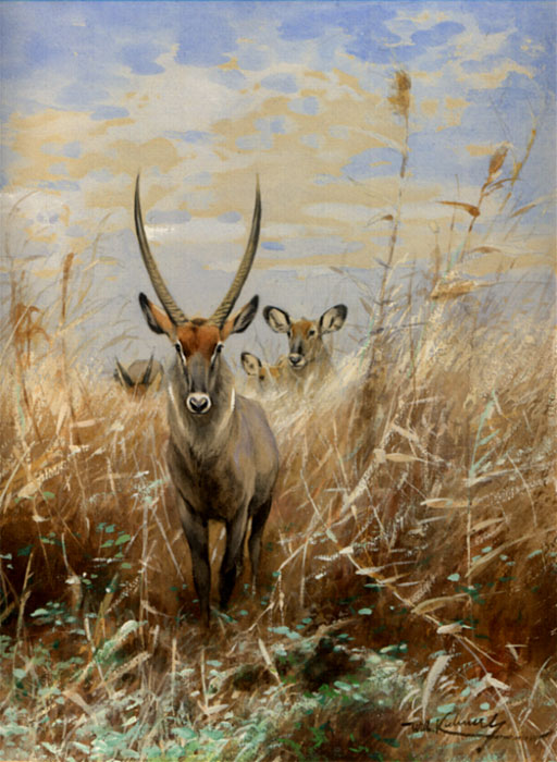 Wasserbock, der Anfhrer einer Herde 