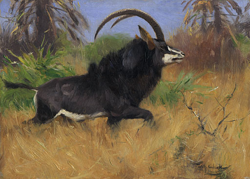 Rappenantilope auf der Flucht