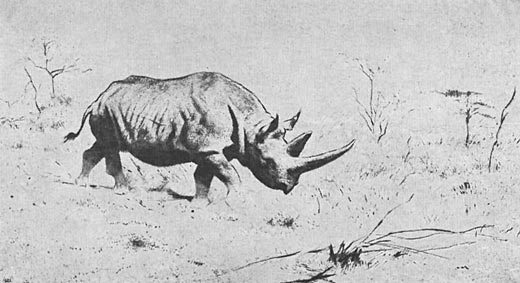 Afrikanisches Nashorn