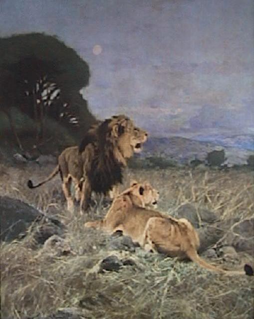 Lwe und Lwin in der Steppe