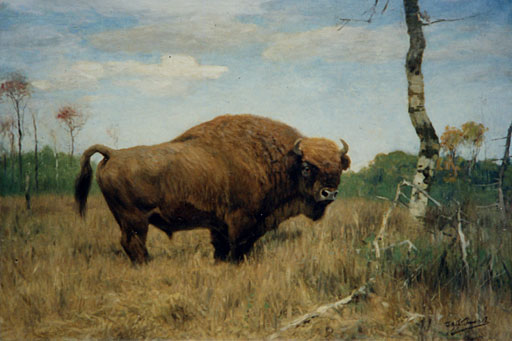 Verhoffender Wisent