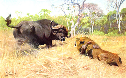 Bffel und Lwe. Wer ist der Strkere? 