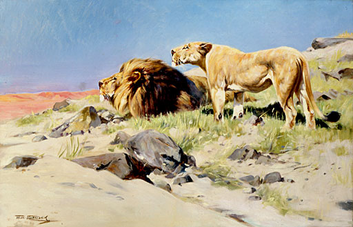 Lwenpaar auf der Lauer