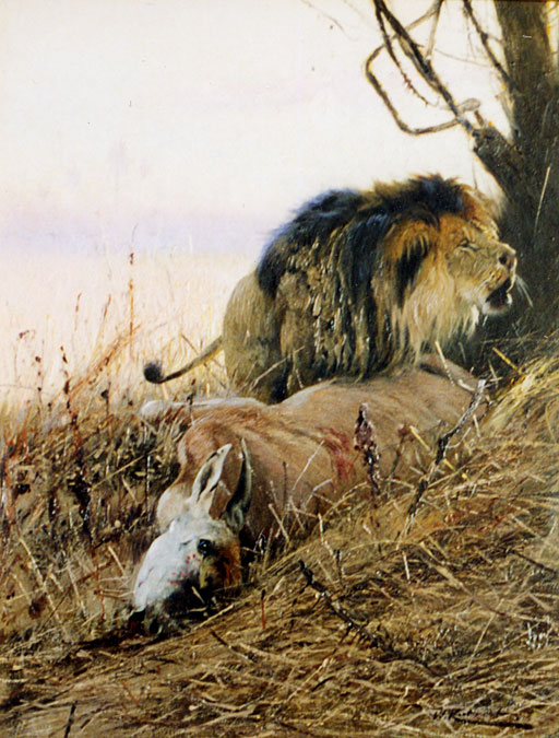 Lwe mit seiner Beute