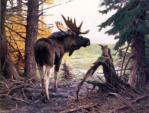 Elch in der Tannenlichtung