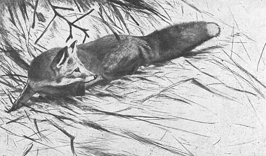 Fuchs schnrend
